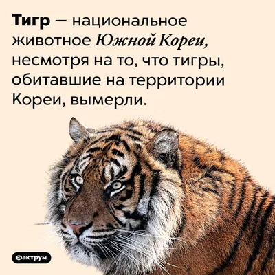 Фото смешных тигров: гарантированный смех!