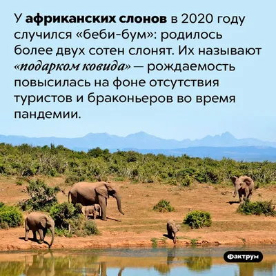 Забавные фото слонов, чтобы поднять настроение