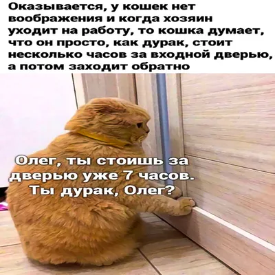 4) Лучшие смешные картинки для скачивания в формате JPG, PNG, WebP