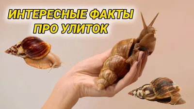 14) Смешные улитки: скачать бесплатно в хорошем качестве