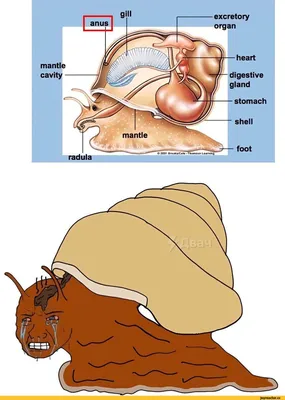 Смешные моменты с улитками