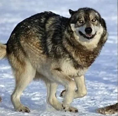 Новые смешные картинки волков: выбери размер изображения