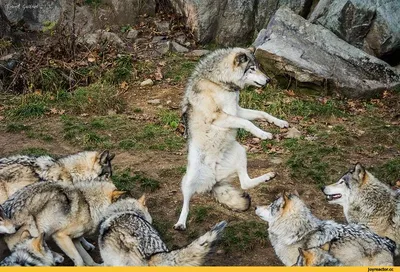 Смешные картинки волков: скачать в формате JPG, PNG, WebP