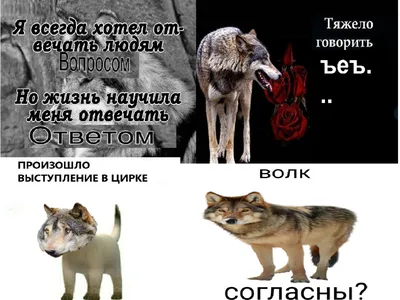 Уникальные смешные картинки волков: выбери размер изображения