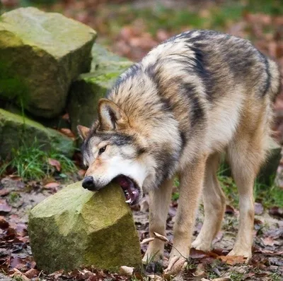 Новые смешные картинки волков: выбери размер изображения