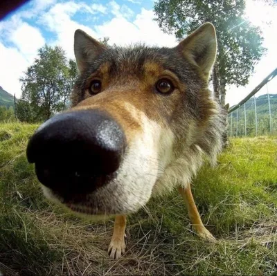 Лучшие смешные картинки волков: новое изображение в HD, Full HD, 4K