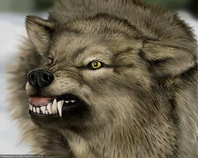 Уникальные смешные картинки волков: выбери размер изображения