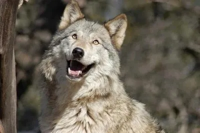 Забавные моменты с волками: фото, которые заставят вас улыбнуться