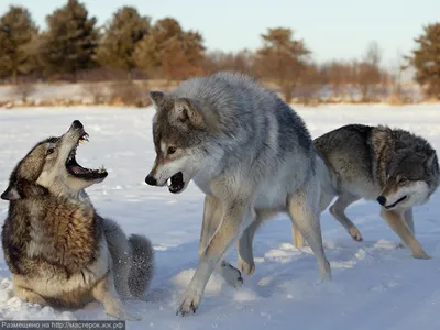 Улыбнитесь с волками: забавные фото, которые поднимут вам настроение