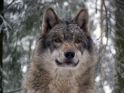 Забавные волки на фото: улыбнитесь вместе с ними