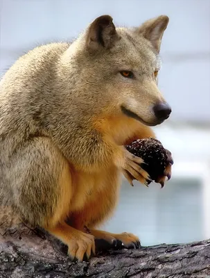 Улыбнитесь с волками: забавные фото, которые заставят вас улыбнуться