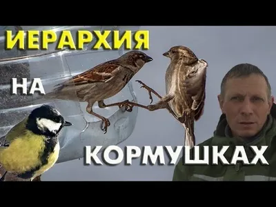 Новые картинки смешного воробья