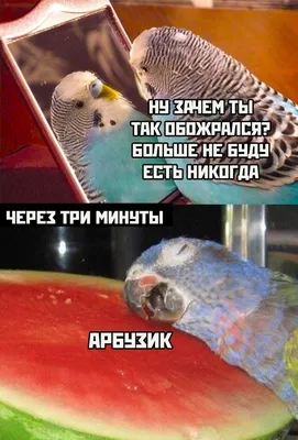 Скачать бесплатно смешные картинки в формате JPG