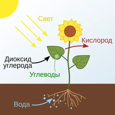 Фото, которые поднимут вам настроение - смешные животные без надписей.