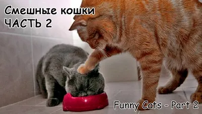 Изображение смешной кошки в формате JPG