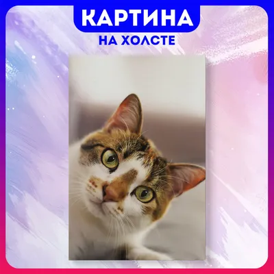 Фото смешных котэ в формате PNG: выберите размер изображения