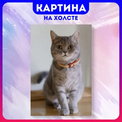 Картинка смешных котэ - скачайте вебп формат