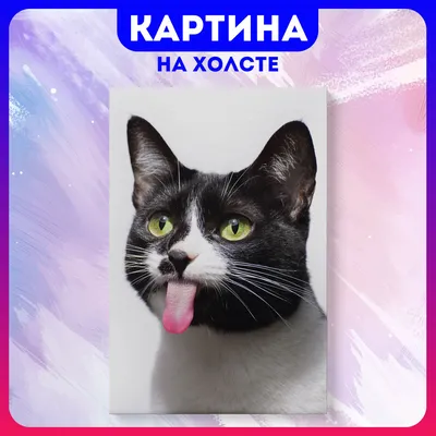 Фото смешных котэ - загрузите вебп формат