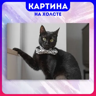 Смешные котэ - фотография, которая приводит в радость