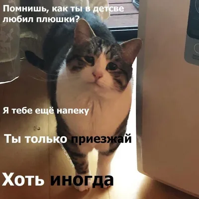 Смешные котят и щенков фотографии