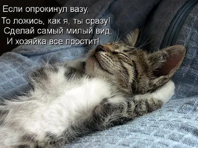 Милые котята и шутливые щенки - скачивайте фото в формате JPG, PNG, WebP