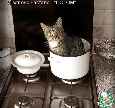 Забавные котята на фото, которые поднимут настроение