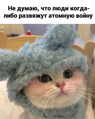 Самые смешные котята на фото