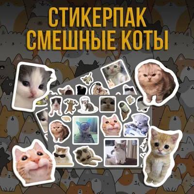 Котики, которые вызовут у вас улыбку: лучшие фото