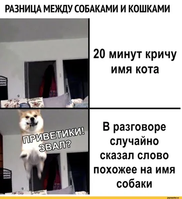 Картинка милого котика для скачивания в JPG