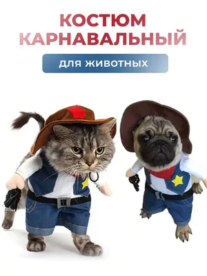 Фотография забавного кота в формате PNG