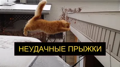 Интересные смешные коты с приколами: JPG, PNG, WebP форматы