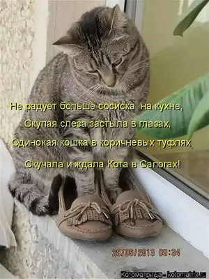 Фото смешных котов с приколами: доступные форматы скачивания