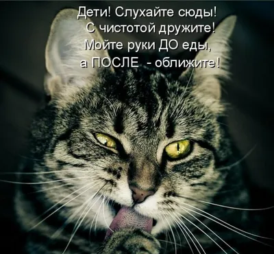 Интересные смешные коты с приколами: JPG, PNG, WebP форматы