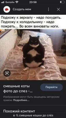 Смешные коты до слез - фото, которые вызывают улыбку.