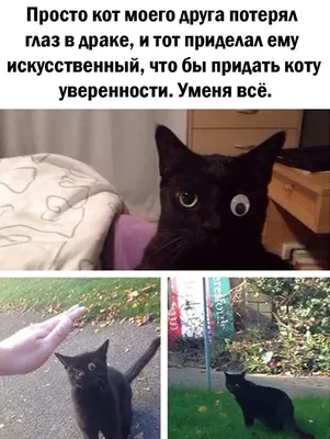 Фото смешных котиков до слез - выберите нужный размер!