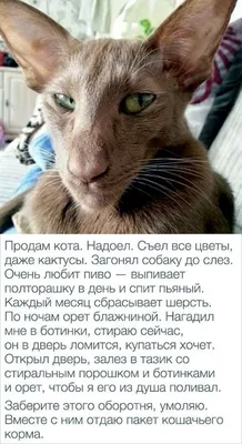 Фотографии смешных котов до слез - скачайте и поднимите настроение!