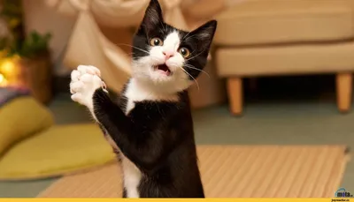 Смешные коты: смешные картинки для веселого времяпрепровождения