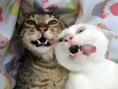 Смешные коты: смешные картинки для улучшения настроения