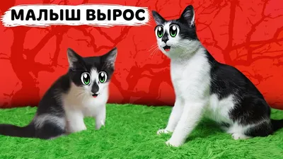 Не упустите возможность улыбнуться: смешные коты на фото