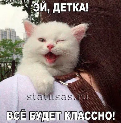 Смешные коты: смешные фото для поднятия настроения