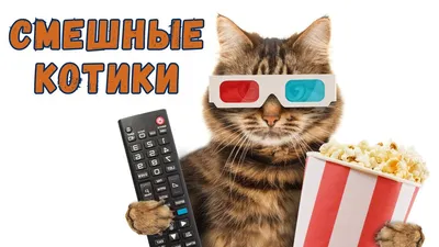 Картинки приколы с котами в Full HD