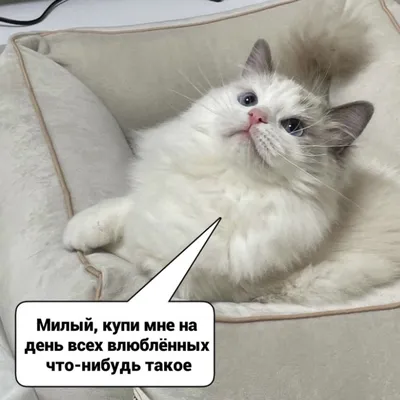 Смешные коты - лучшие фотографии