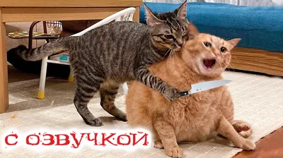 Изображения смешных котиков в формате JPG