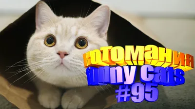 Фотографии смешных котиков в Full HD