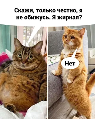 Лучшие изображения смешных котят