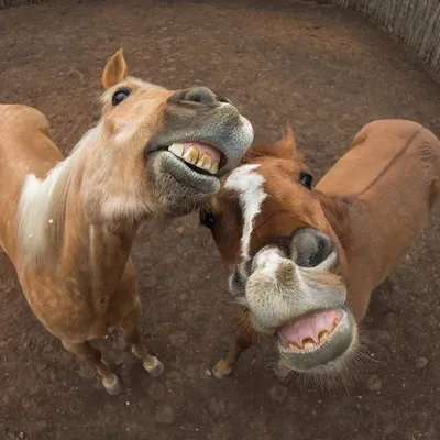 Веселые лошади в фото формате JPG, PNG, WebP