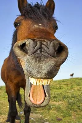 Фотографии смешных лошадок: выберите подходящий формат
