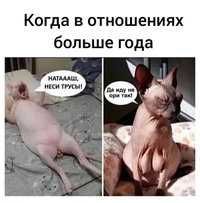 Лысая кошка на фотографии: формат PNG, размер L