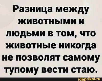 Забавные картинки без надписей: фото, которые поднимут настроение