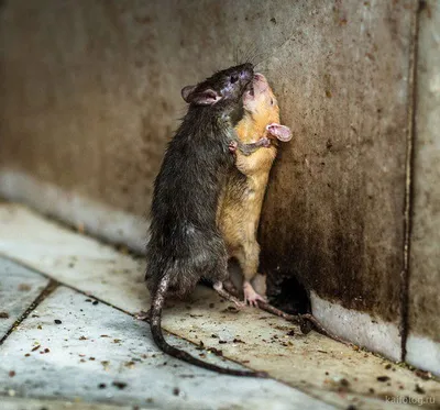 Фотографии смешных мышат, которые поднимут настроение